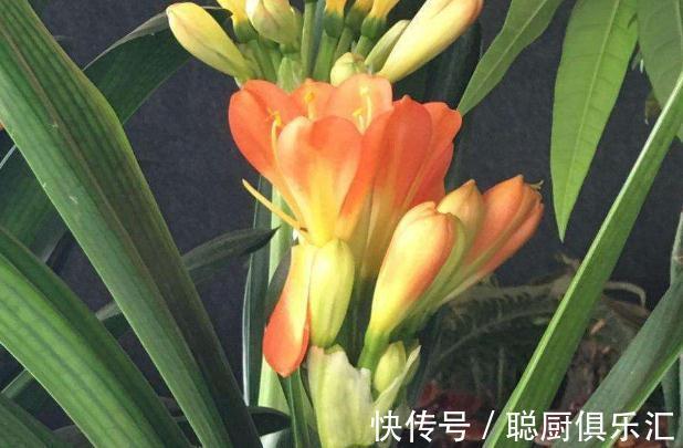 豆渣|养花肥不用买,教你自制氮磷钾肥,操作简单方便,效果好