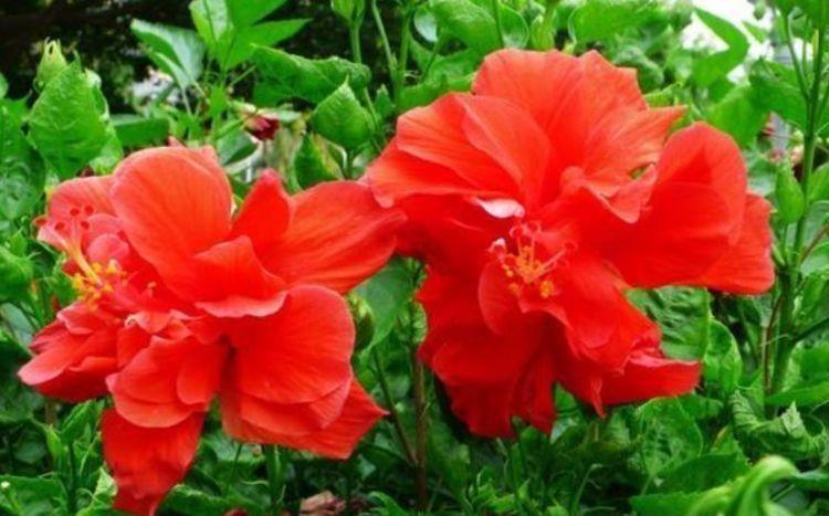 朱瑾花|几款花卉花期长易打理，婀娜多姿，漂亮高贵优雅，对待新手很友好