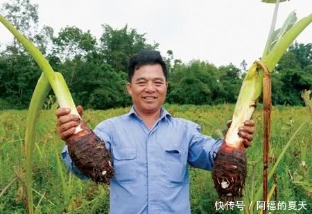 它是便秘的“克星”,每天吃点,排便又快又畅通,比药都管用