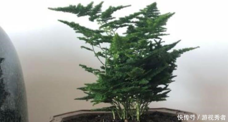 云竹|云竹换盆分株,找个“烟头”烫一下,换完不烂根,轻松变多盆