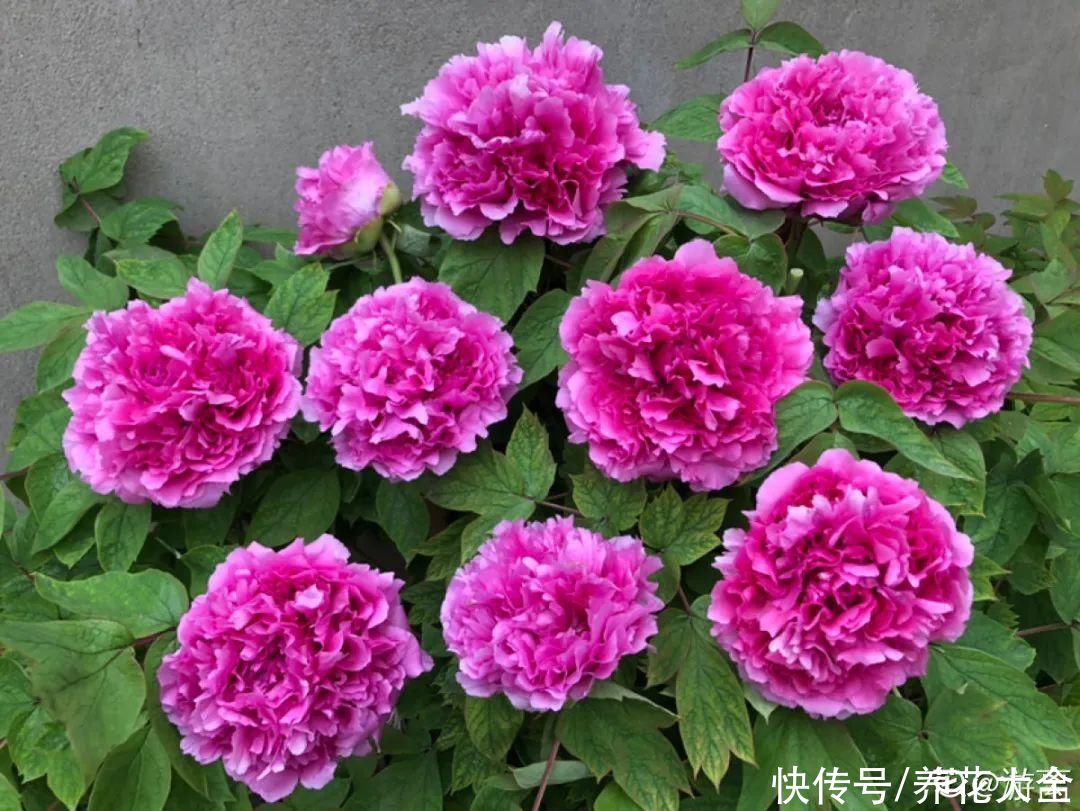 君子兰开完，会有3个“后遗症”，一定要重视