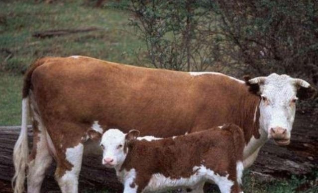 养殖户|母牛产后消炎用什么药？母牛产后消炎打什么针？完整方案来了