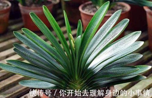 秋天养君子兰，了解掌握4个要点，越长越好，叶绿花美