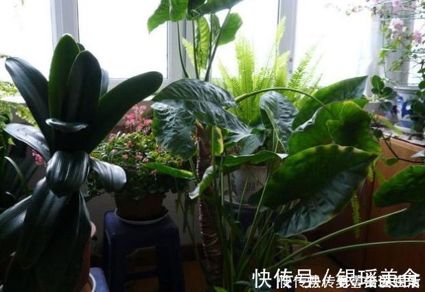 散尾葵|这3种花是“吸氧精”,可别养在卧室,争分夺秒的和你抢氧气