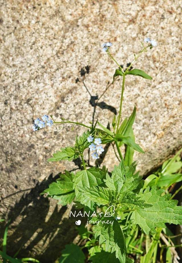 宝石沟|可可托海寻宝记，不起眼的峡谷间的河流中，到处可寻蓝宝踪迹