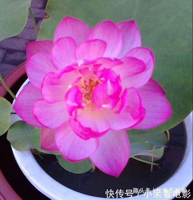 想要一个小花园,不妨在阳台种植这四款花,太阳晒晒成花海