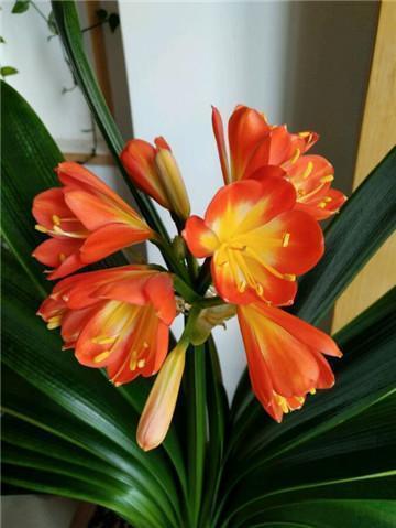 养护君子兰，不懂浇水园艺大叔用3个小技巧，君子兰从不烂根！