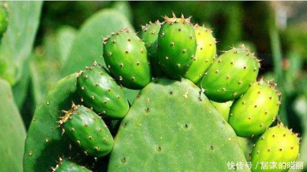 能防辐射|办公桌上放一盆多肉仙人掌,真的可以防辐射吗?