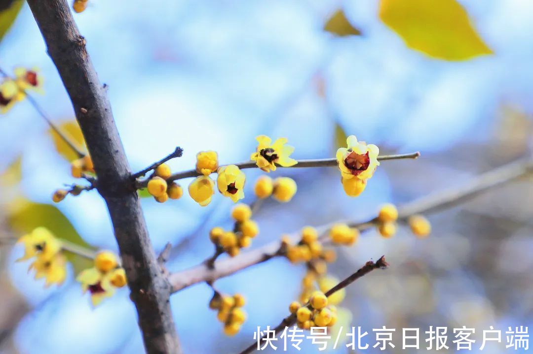 赏梅|暗香扑鼻来，花开正当时！北京号带您“云”赏蜡梅