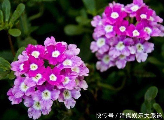 它,号称“花界美女”,比长寿花美,比菊花好养,花语和睦家庭