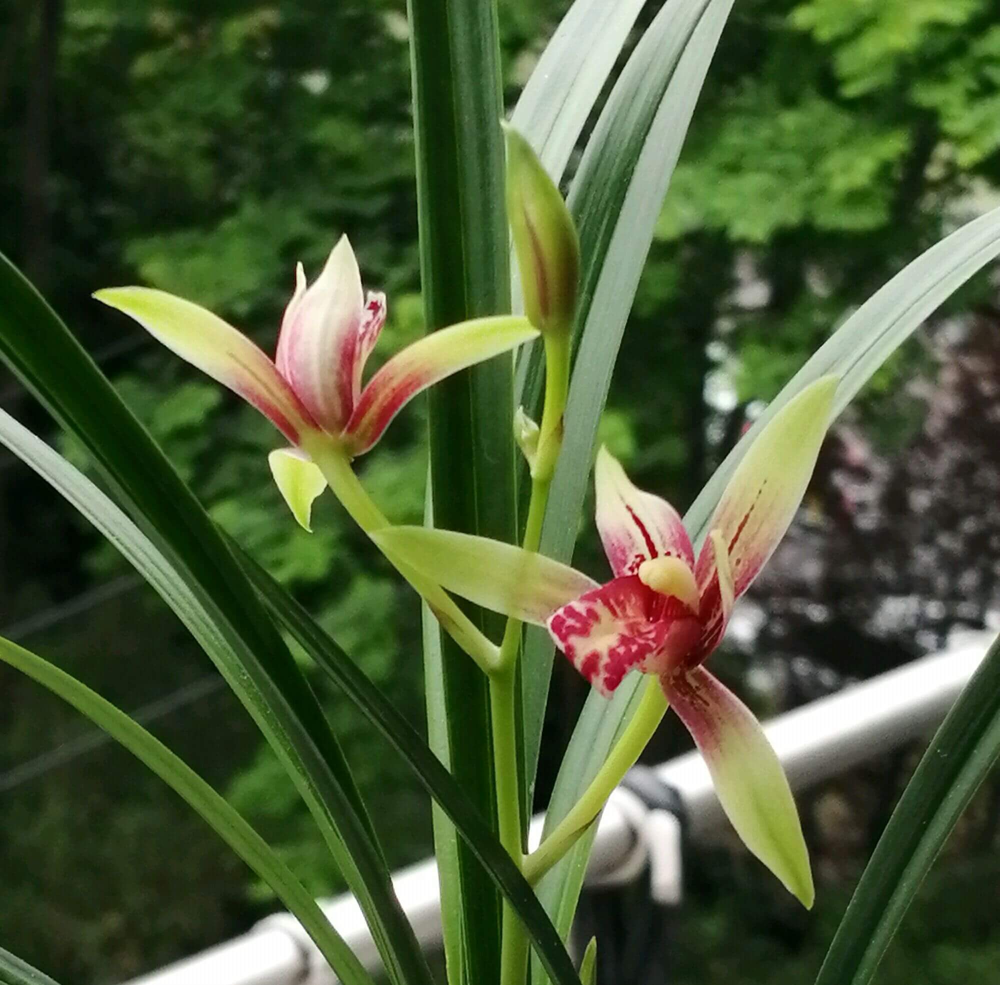 种植兰花用浅盆好还是用深盆好十年兰花老农给出了答案