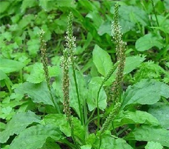 尿酸过高|车前草有妙用,治疗关节炎只是其一,中老年犯的大病小病全靠它