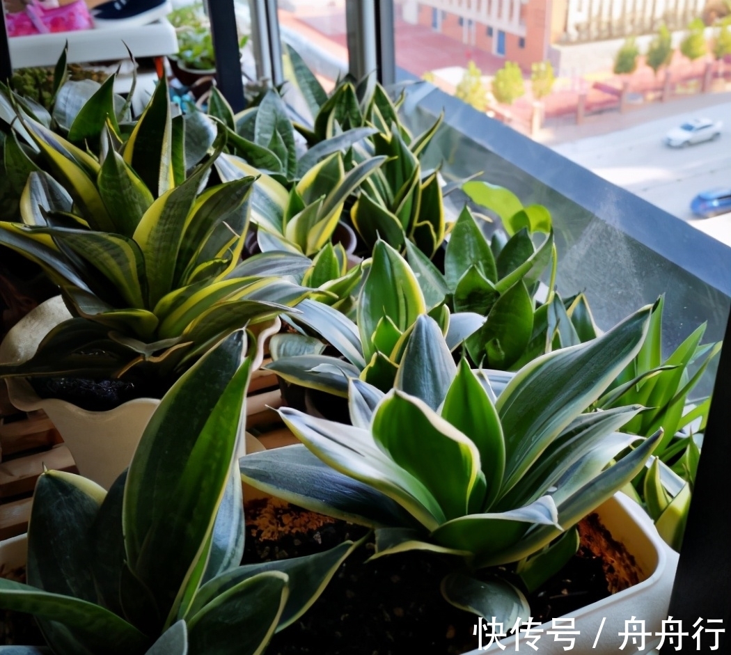 淘米水、牛奶、果皮等“废料”可以当花肥,但是养花大神很少用