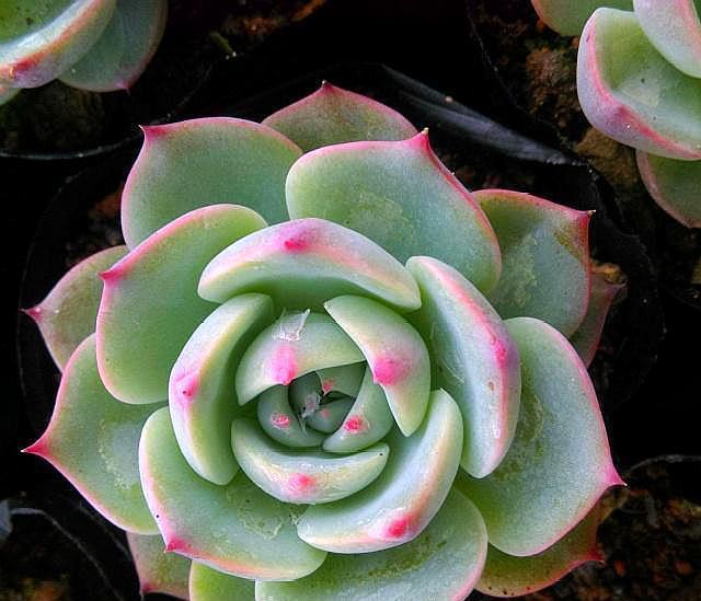 多肉植物“叶子”缺水有4个“信号”,学会一种,养多肉很简单!