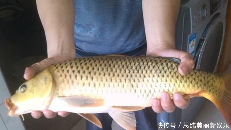 鲤鱼比鲫鱼难钓十几倍?老司机坦言:试试这三大“灵活”就知道了