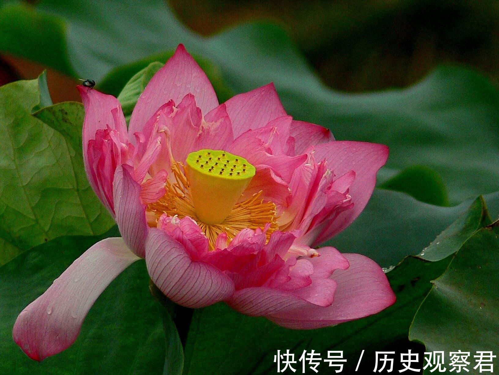 头颅&老祖宗识人术“头小定飘蓬,脚长苦道中”,啥意思?还准不准?