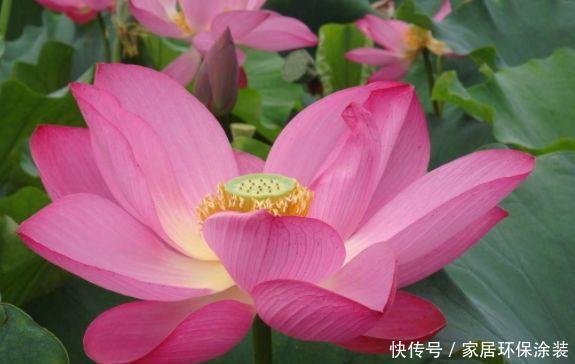 茑萝花|家里必养此款花卉，耐寒易打理，花美色艳，养在阳台极美了