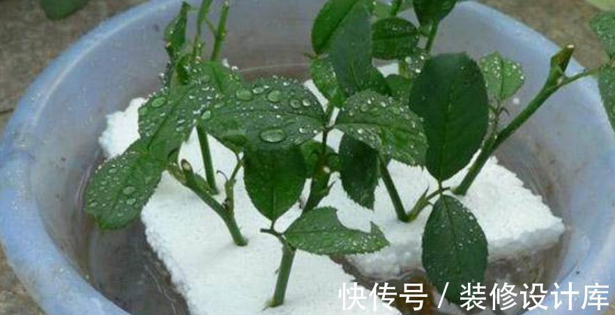 花土|解锁泡沫箱新去处:拿来养花,经济环保又实用