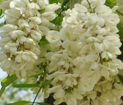 提取物|农村树上一串串白色的小花花,凉血止血,降低血压,城里人买着吃