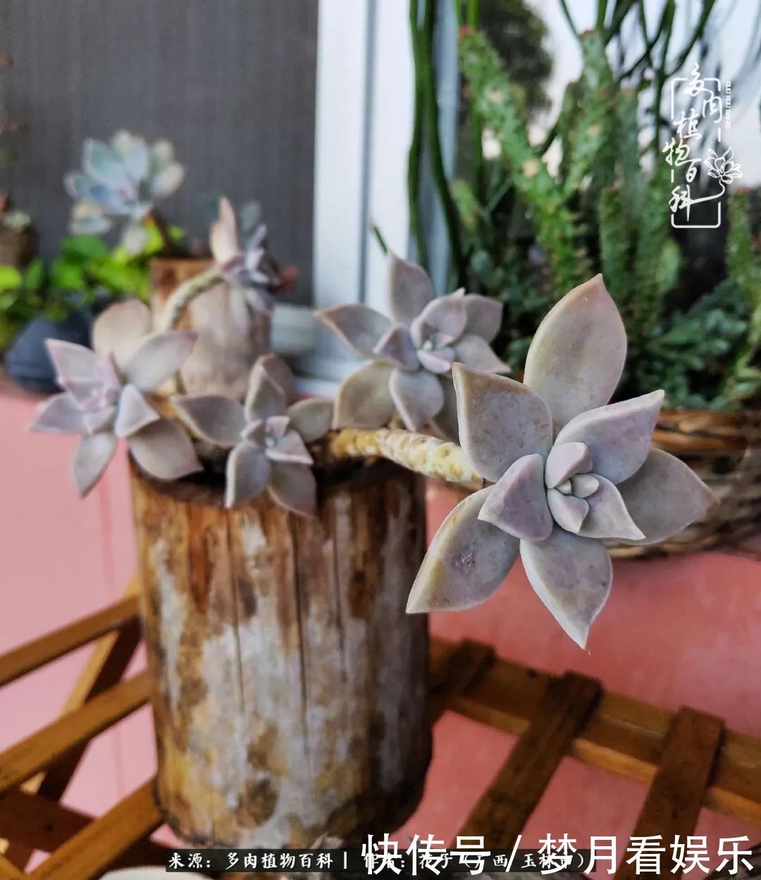 为了爱情|为了爱情来到陌生城市,偶遇多肉,地老天荒的爱恋!