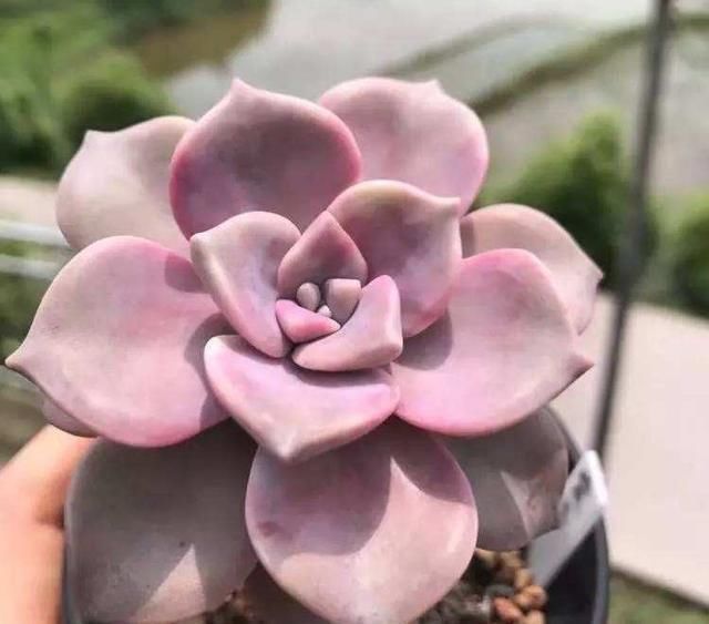 一种紫色“多肉”，5个养护小技巧，叶片肥，长成群生的漂亮老桩