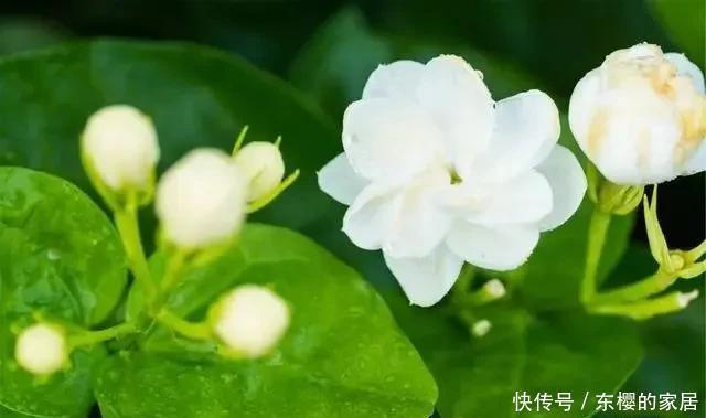 夏天|茉莉花夏天有“3怕”,想让开花多,香气浓,要注意避免