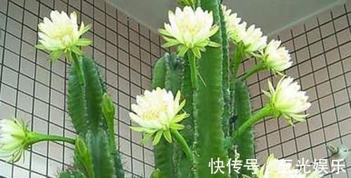 聚财|有钱人爱养这3种花，养家里镇宅、去煞又聚财，赶紧回家养一盆