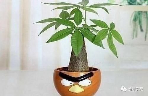 栽培|发财树寓意好,绿油油的充满生机,如何栽培发财树?