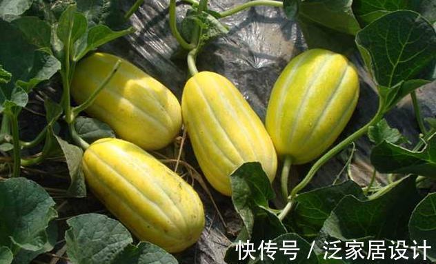 美容养颜|夏季聪明女性都爱吃4种果子，美容养颜，补血益气，促进新陈代谢