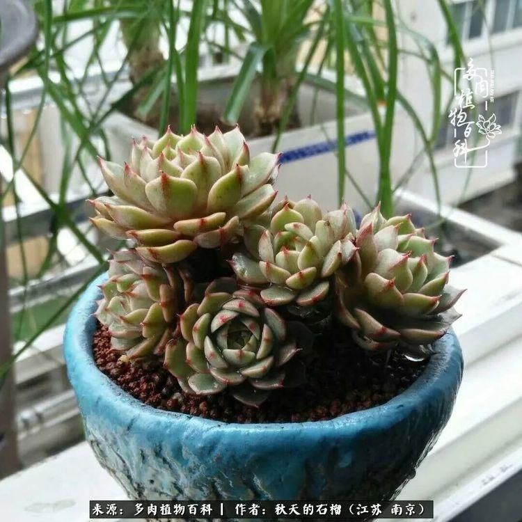 渡劫归来的肉肉,谁是谁的前世,谁又成了谁的今生