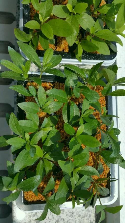 养花技巧学会这种扦插法,插什么活什么,太简单了!