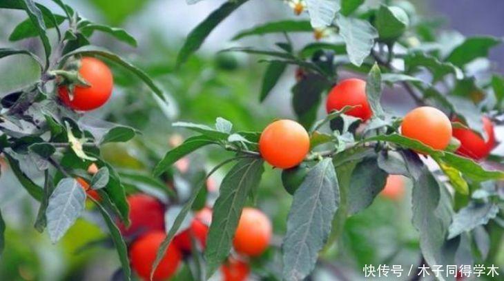 家养|家养3种花,旺家又旺财,福气满满,红红火火送吉祥!