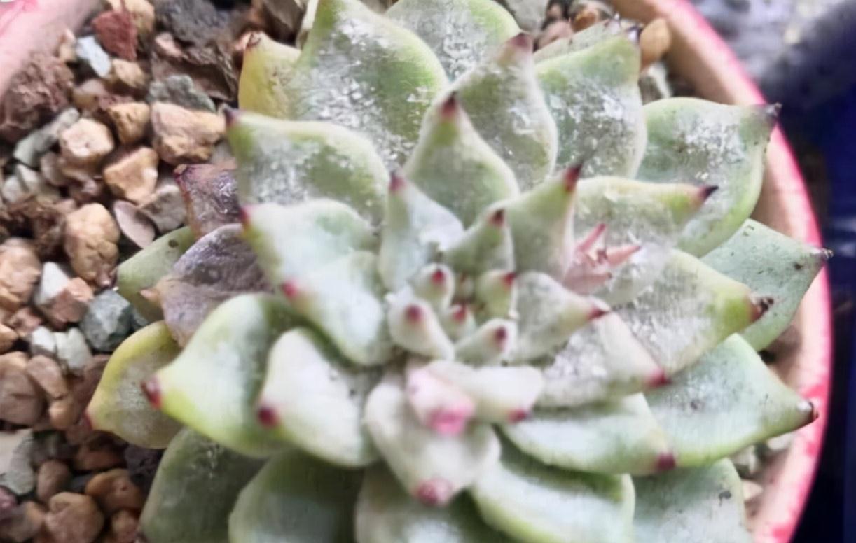 多肉常见3种季节病,养花大神有良方,新手拿好小本子