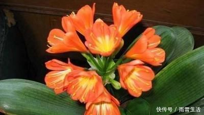 小东西|这种“小东西”给君子兰浇一点，花芽更多，叶子绿的“直冒油”