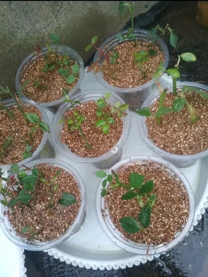 沙子的3个养花小妙招,赶紧收藏,小方法管大事儿