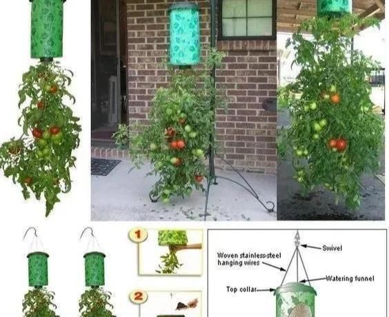 植物|没地种花种菜,没时间浇水几个塑料瓶就能解决,DIY变废为宝