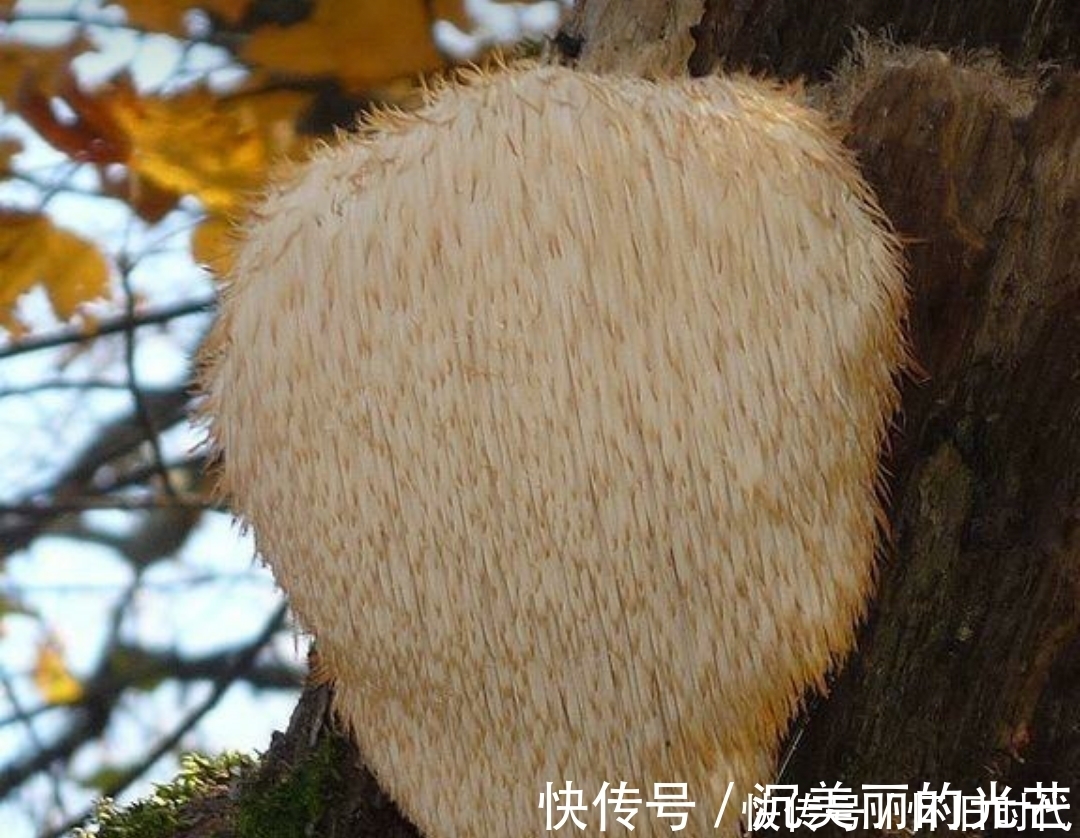 猴头|提个醒:林中遇见此物,随手采回家,对健康有好处,来了解下