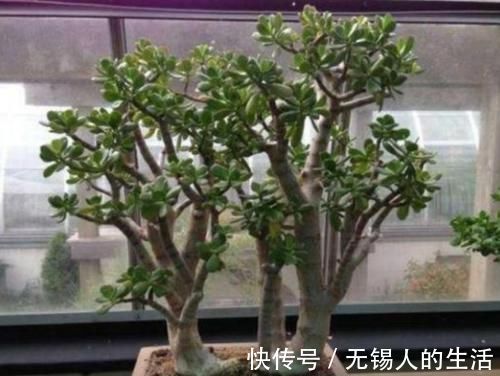 养花|居家养花不需要太多，养这3款多肉，不仅颜值高，而且可镇宅招财