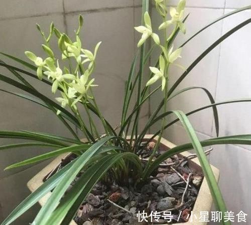 草本植物|盆栽花草该如何正确浇水掌握3点诀窍，不用怕浇一盆死一盆