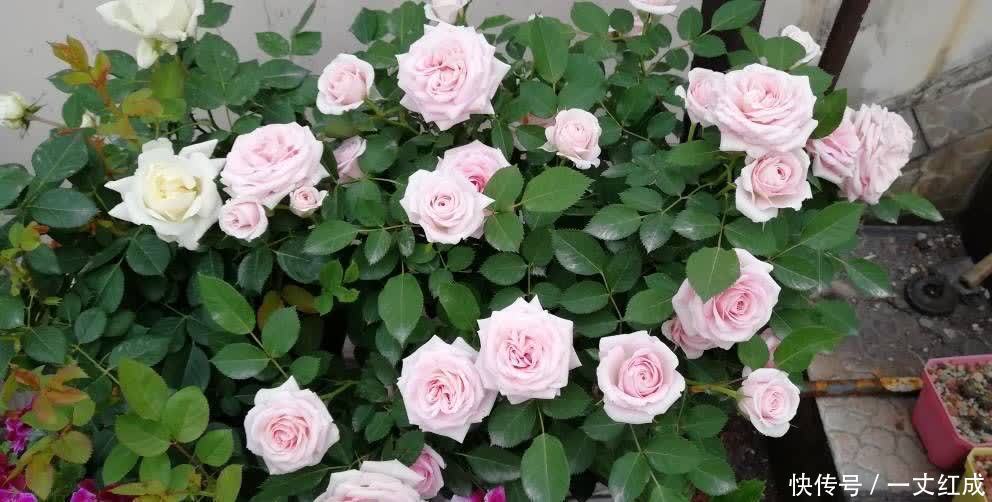 月季花|5月份养月季，一定要做好3件事，花朵硕大，开花不停