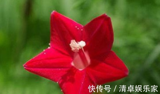 喜欢菊花,不如养盆“稀世名菊”大红芍药,花开似芍药,妩媚端庄