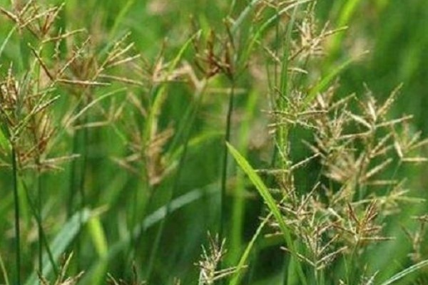 野生|它叫香附子,常被乡下人“嫌弃”,却不知是珍贵野生草药