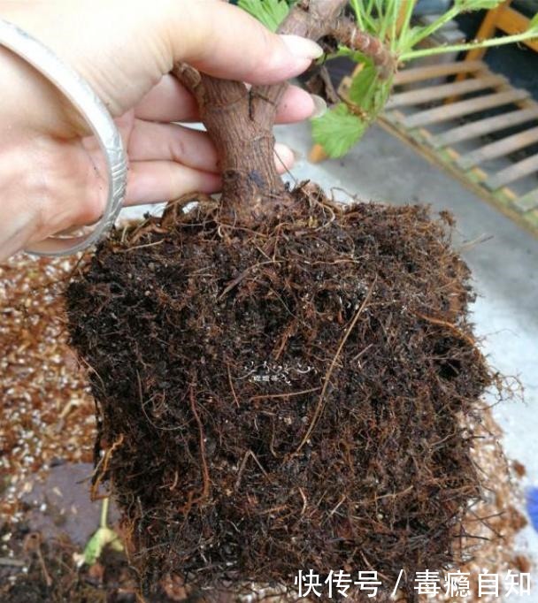 9月前后，这花必须剪一剪，不然明年没花看！