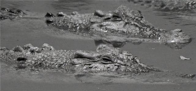鳄鱼|二战末期,逃到兰里岛上的1000多名日军,为何被鳄鱼吃光?