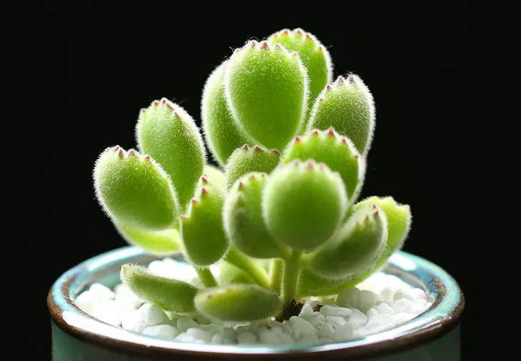 蓝鸟|多肉法师不但长得快,颜色艳品种多,越看越喜欢!