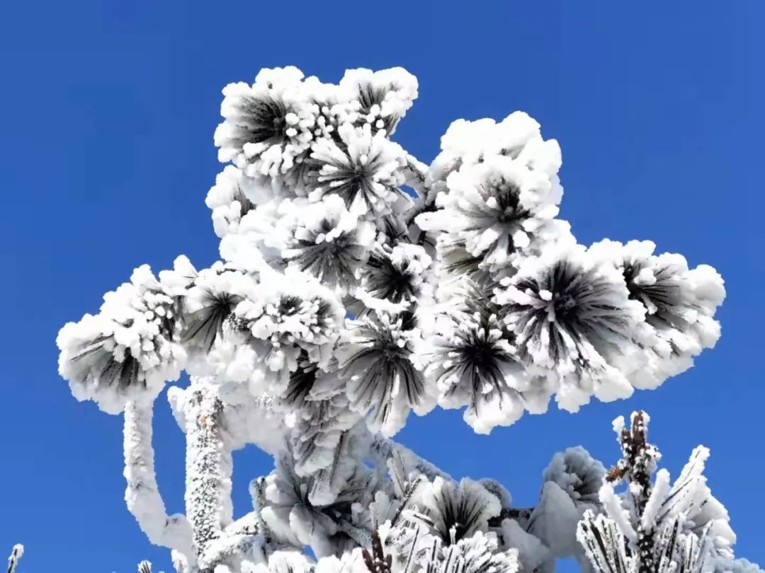 美景|华顶迎今年首场雾凇！天台山美景刷爆朋友圈！