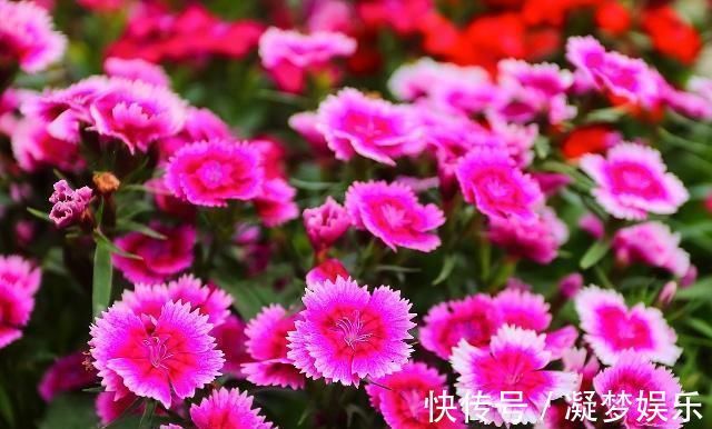 铁皮石斛|天然“安眠药”终于被找到，睡前吃两口，静心助眠，安睡一整晚