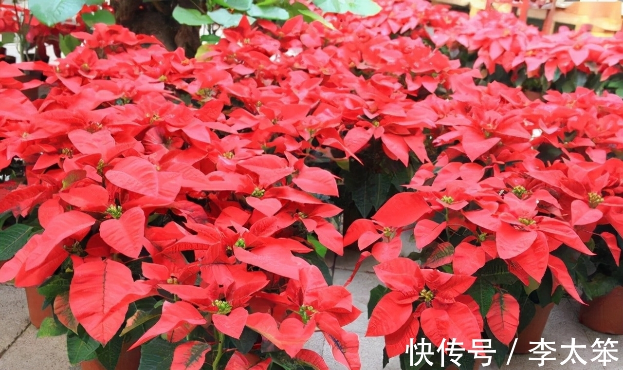 这13种花好养易活,花期还很长,喜欢的话,试着养一盆吧