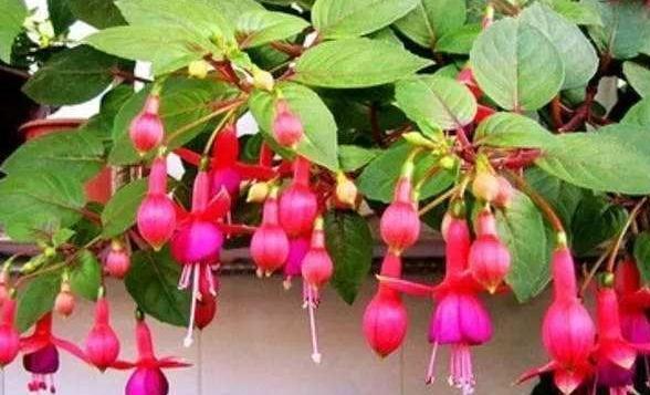 3种花一定不能饿着,学会此样做,开花一茬接一茬