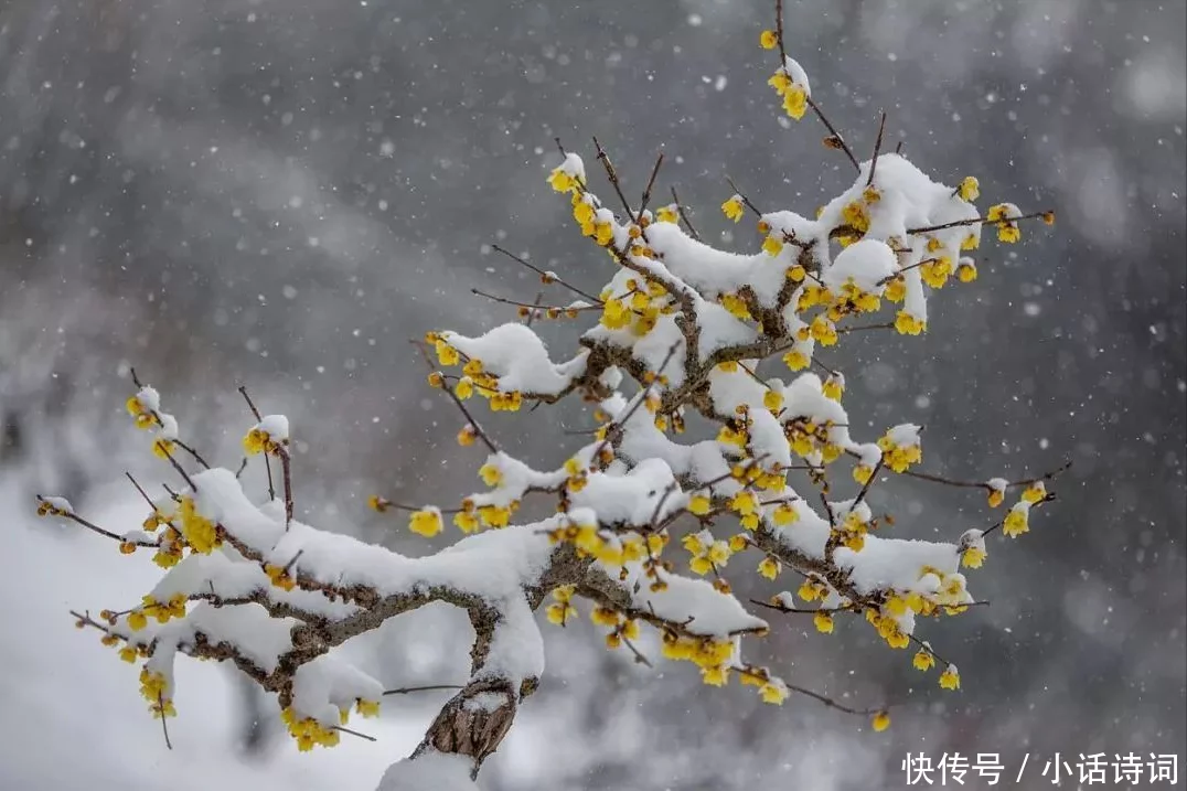 不要告诉别人（梅花的品质和精神）梅花品格的词语 第4张